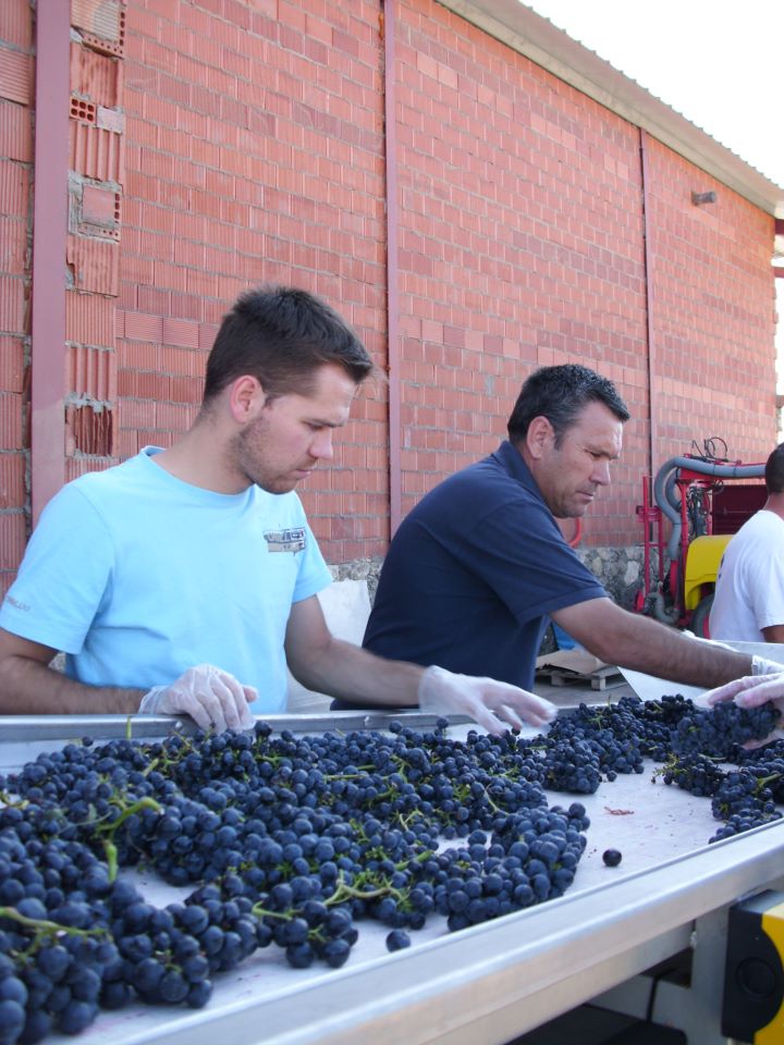 Visita_Sofros_Quinta_Esencia_seleccionando uva